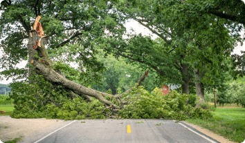 a downed tree blocking a road