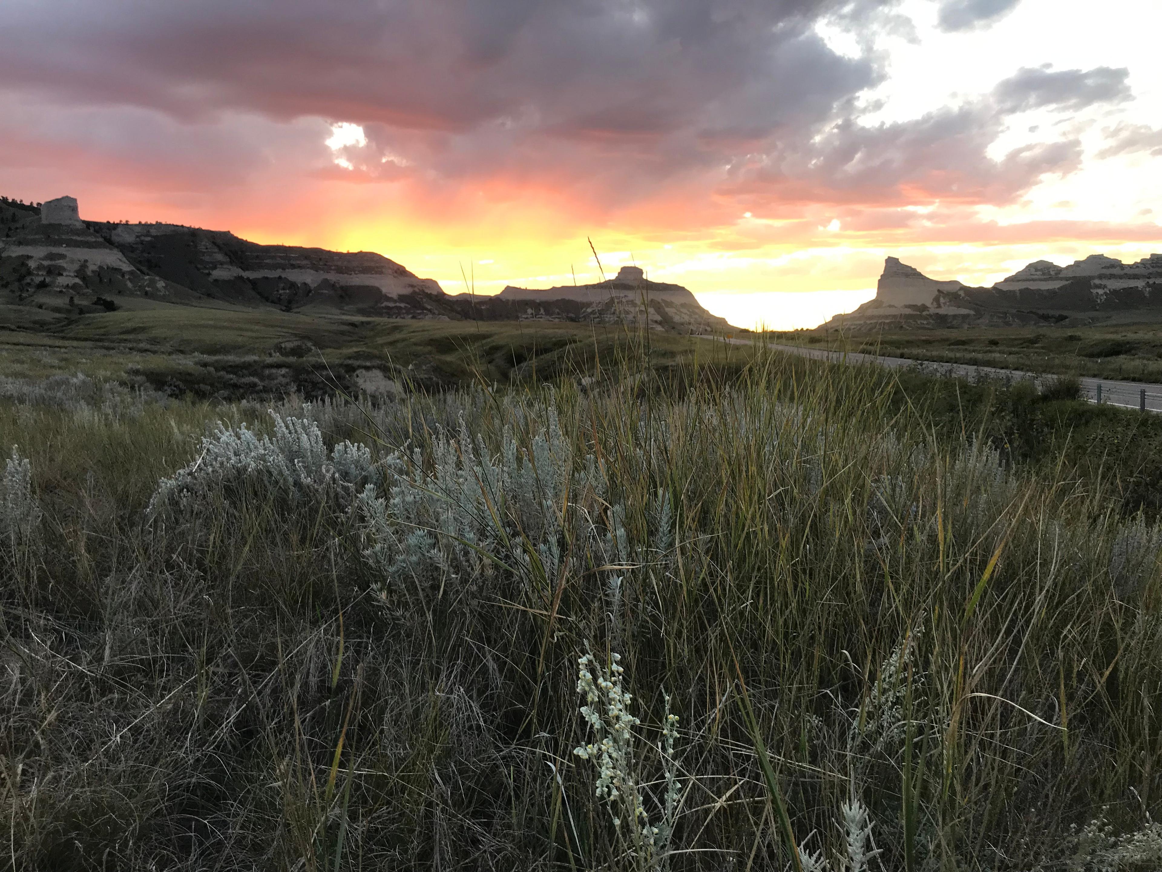 a field of tall grass with mountains in the background