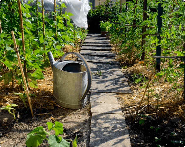 a path through a garden