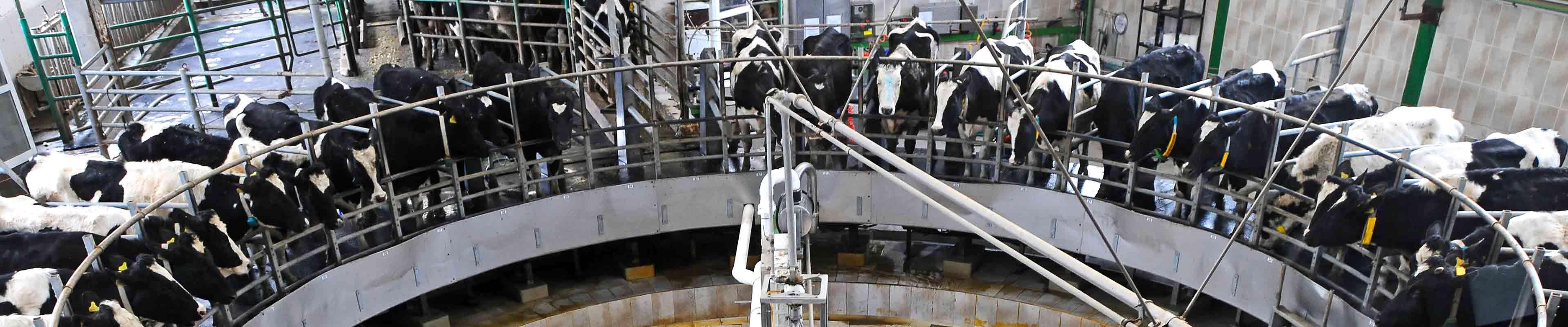 Milking cows safely on the farm.