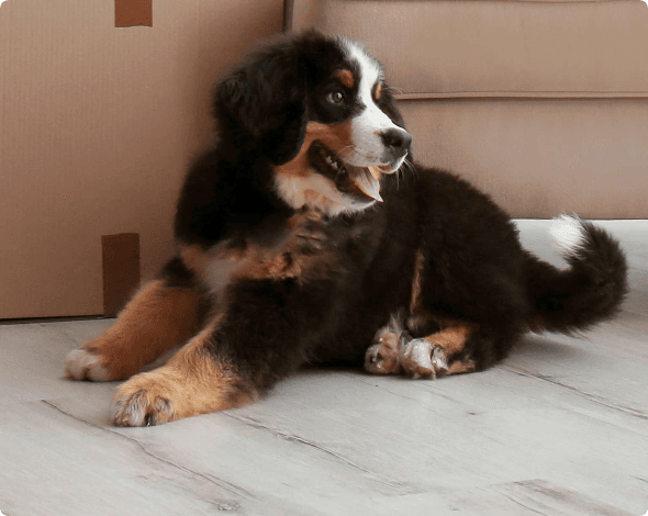 Photo of a dog resting on a vinyl floor near a couch and moving boxes.