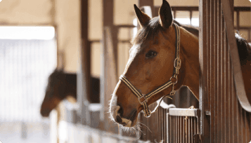 a horse with a halter